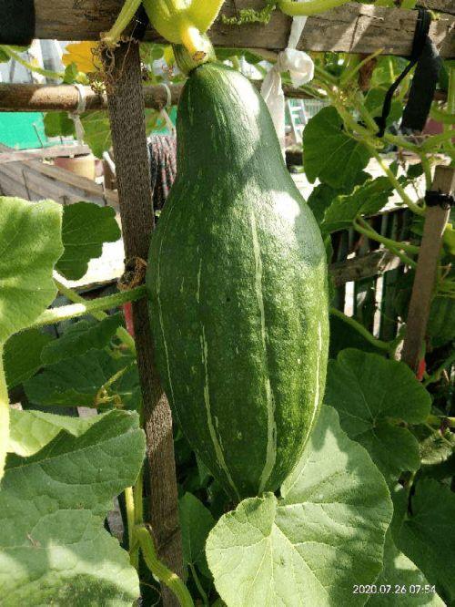 娱乐吃瓜花,吃瓜花背后的故事